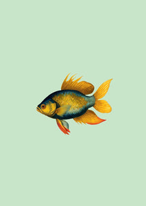 Print A3 Goldfish